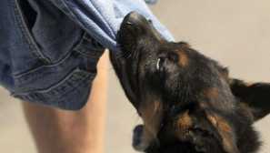 Тест на кембъл, който ще помогне на много да научат за вашето куче